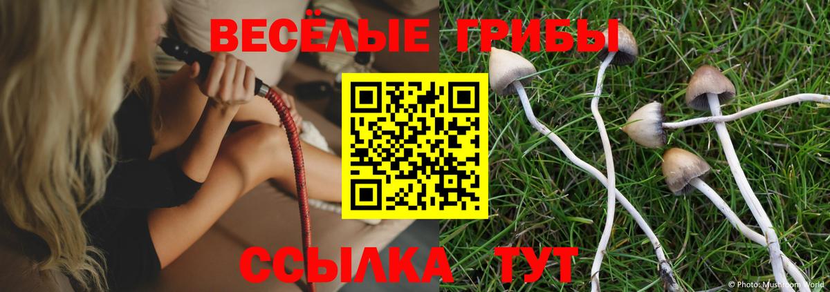 Галлюциногенные грибы Psilocybine cubensis Балтийск
